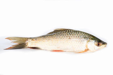 Obraz premium Nile tilapia fish isolated on white background, fish meat. Yisok fish,
