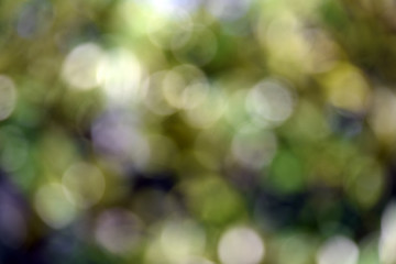 Obraz premium Abstract green natural background, the leaves of Magnolia is not in focus