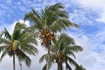 Fototapeta na wymiar Coconut trees over the blue sky background