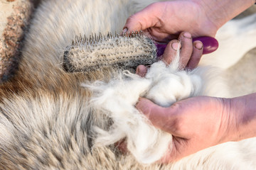 Shedding dogs. Concept of spring moulting dogs. Hands lump wool Siberian husky and rakers brush.