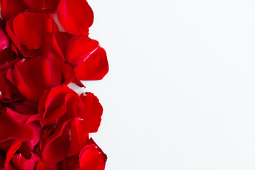 red rose on white background. free space for text