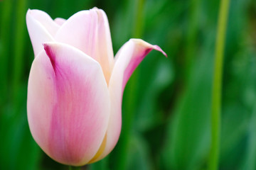 tulip flower garden