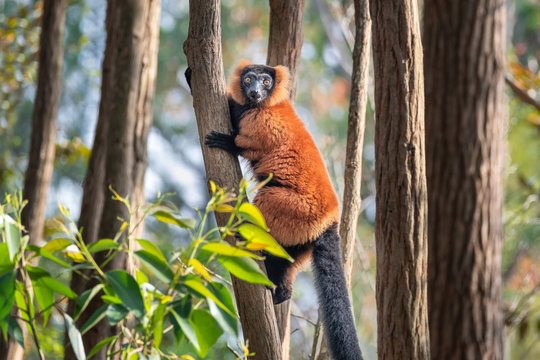 Red ruffed lemur, Varecia rubra, in its natural environment in Madagascar