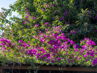 Fucsia flowers, green leaves