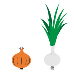 Vector illustration of painted onion and spring onion on white background. Symbol of vegetable, food,vegetarian,vegan.