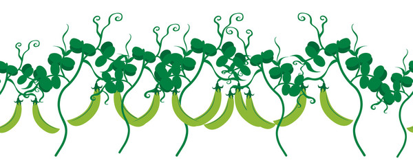 Vector illustration of painted peas on white background. Symbol of vegetable, food,vegetarian,vegan.