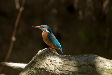 Eisvogel am Baumstamm sitzend