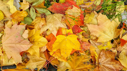 Bright colorful autumn background from fallen leaves