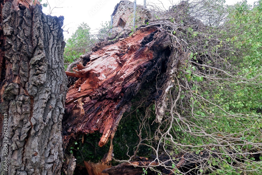 Wall mural old big tree split in two and fallen to the ground