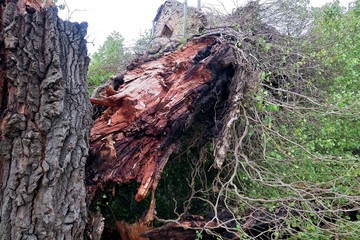 old big tree split in two and fallen to the ground