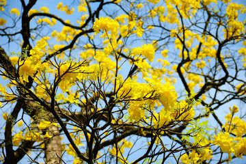 Yellow Flowers of Evergreen Tree Cassia on Island