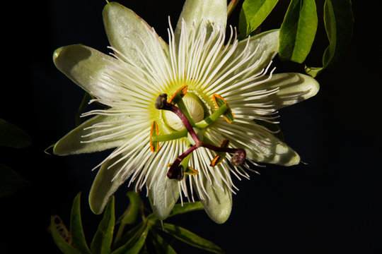 Maracujabl&uuml;tte maracuja blossom