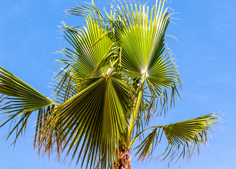 Borassus flabellifer Asian palmyra palm (commonly known as doub palm, tala palm, toddy palm, wine palm, or ice apple) on blue sky 