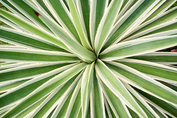 Fototapeta premium Agave Angustifolia or Vivipara Close-up Image