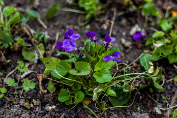 growing blue spring flowers