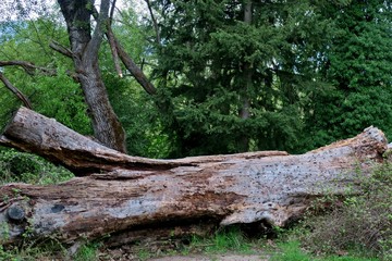 old big tree fell and lies in the middle of the forest