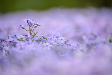 青いサクラソウ