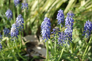 ムスカリの花