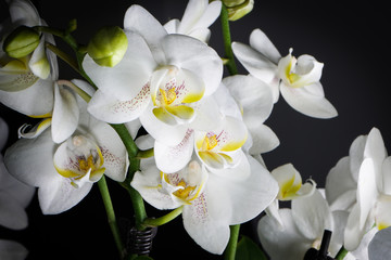 Fototapeta na wymiar White orchids on dark background with all ambient light closed out.