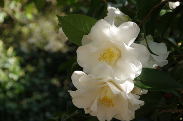 カメリア -ダッチェス・オブ・サザーランド-　ツバキ科ツバキ属