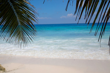 Türkisfarbenes Meer mit Palmen, Insel La Digue, Seychellen, Afrika