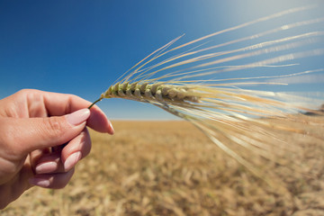 in a female hand, a spikelet of mature wheat, against the background of a wheat field and sky, the concept of harvest and food