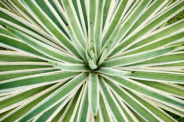 Fototapeta premium Agave Angustifolia or Vivipara Close-up Image