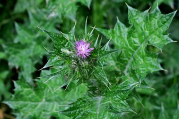 beautiful green plant with prickles and a small purple flower