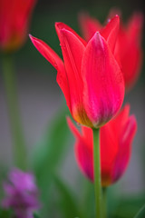 red tulips, blurred background, shallow depth of field