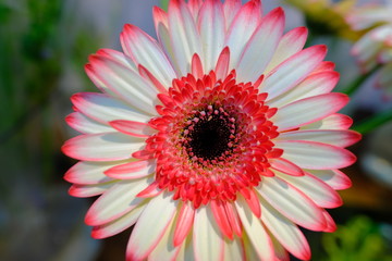 Macro view of beautiful white red color chrysanthemum in full blossom