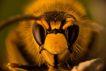 Focus stacked portrait of a common wasp, Vespula Vulgaris