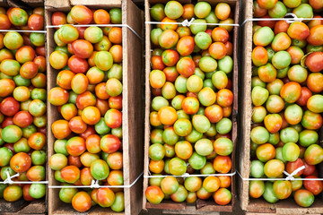 Ripening Fresh Gathered Tomatoes in Wooden Box