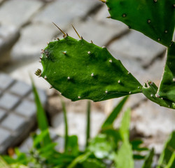 Cactus leaves in closeup
