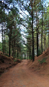 Vertical perspective of a forest path or dirt road, lined with Pinus canariensis, an endemic to the Canary Islands pine, found at high altitude, in Chinyero Special Natural Reserve, Tenerife, Spain