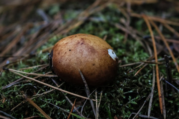 small boletus mushroom grows in the forest, in the moss.