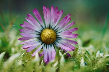 daisy flower plant in springtime