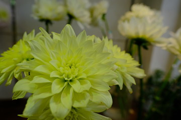 Macro view of yellow dahlia chrysanthemum flower bouquet in full blossom