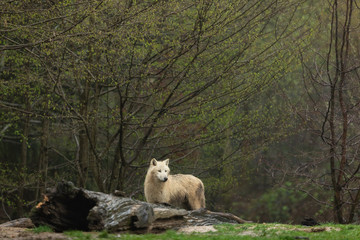 Fototapeta premium White wolf in the rain