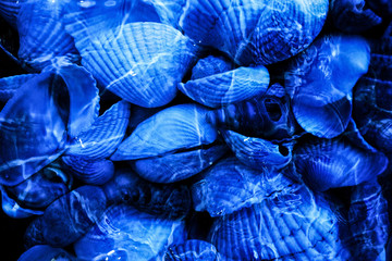 Underwater seashells background. Deep blue ocean or sea surface landscape. Concept view of vacation holyday or travel resort