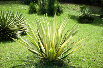 Agave Angustifolia or Vivipara Close-up Image © glazunoff
