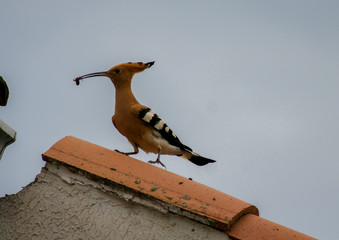 Une Huppe, oiseau magnifique