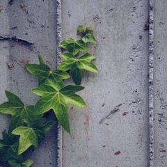 green leaves on the wall in springtime