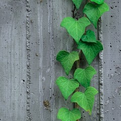 green leaves on the wall in springtime