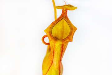 Detailaufnahme von einer Kannenpflanze vor weißem Hintergrund