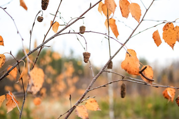 Autumn, birch branch.  Yellow leaves and tree seeds, earrings on birch