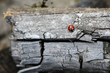 little red insect ladybug crawling on a big gray stump