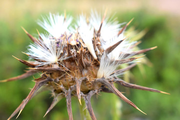 dry thistle with seeds 