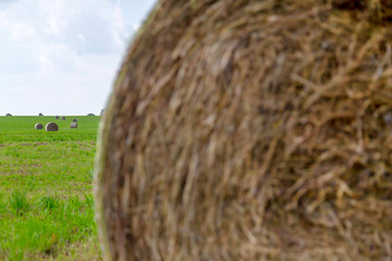 ein Feld mit Strohballen, bei blauem Himmel