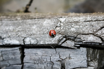 little red insect ladybug crawling on a big gray stump