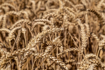 ein Feld mit Weißen, eine Nahaufnahme